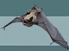 California Bat Problem